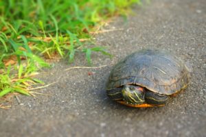 鈍感力を鍛えれば人生は変わる