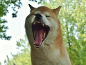 【せどりの注意点】せどりはマンネリには気を付けたほうがいい